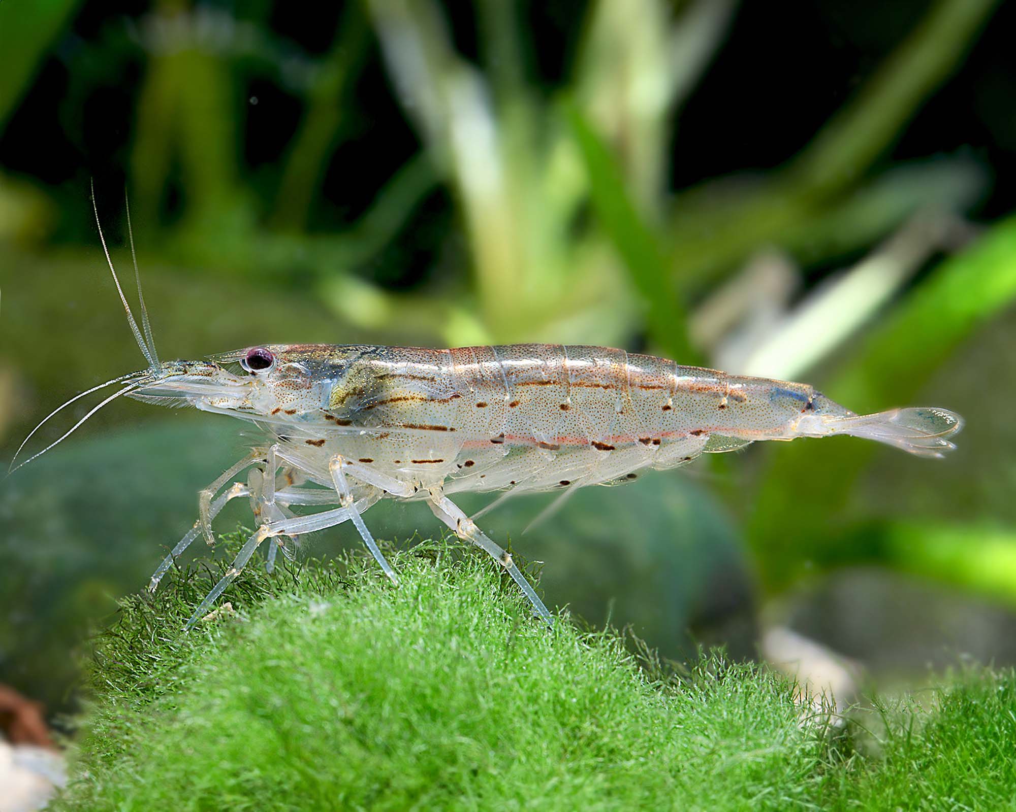 Caridina multidentata (Amano Shrimp)